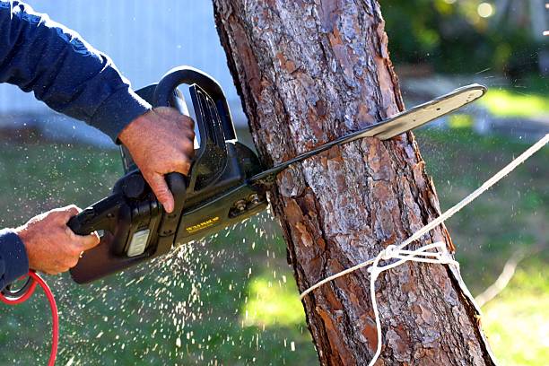 Best Residential Tree Removal  in Big Lake, WA