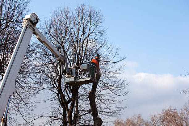 How Our Tree Care Process Works  in  Big Lake, WA